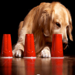 brain training for dogs to find out hidden talents